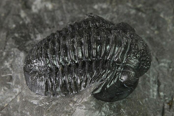Detailed Gerastos Trilobite Fossil - Morocco #152807